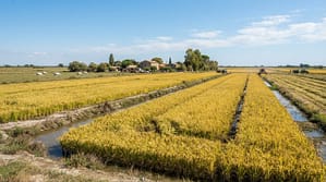 Rizière en Camargue prête pour la récolte sous le soleil méditerranéen